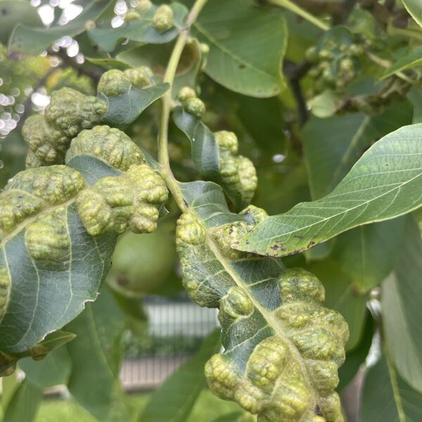Aceria erinea Walnut Blister-Mite