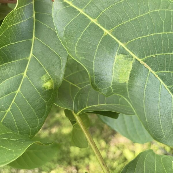 Aceria erinea Walnut Blister-Mite