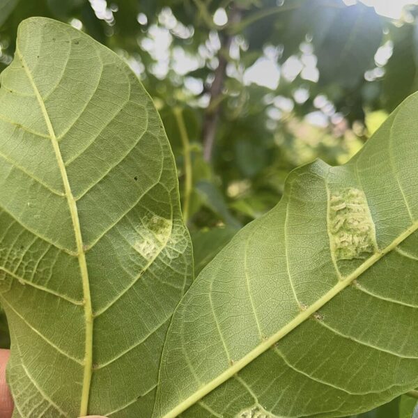 Aceria erinea Walnut Blister-Mite