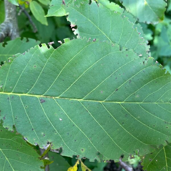 Otiorhynchus smreczynski