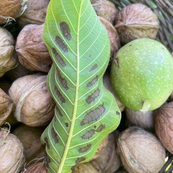Unkown bacteria fungus lack of nutrition or just autumn