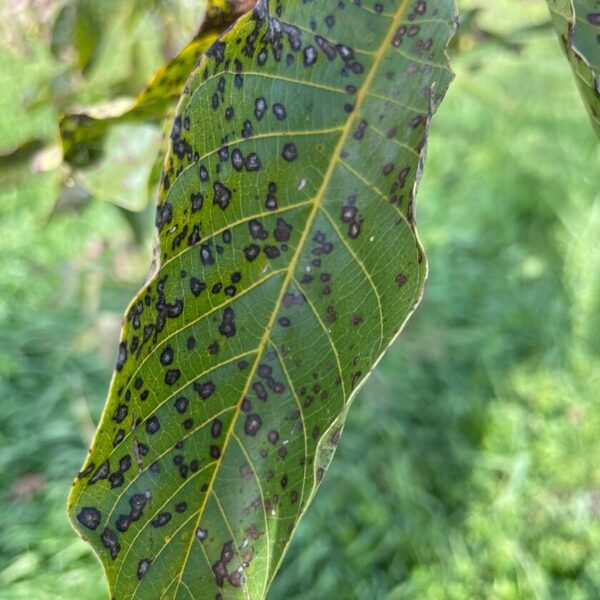 Unkown bacteria fungus lack of nutrition or just autumn