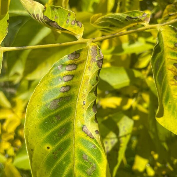 Unkown bacteria fungus lack of nutrition or just autumn