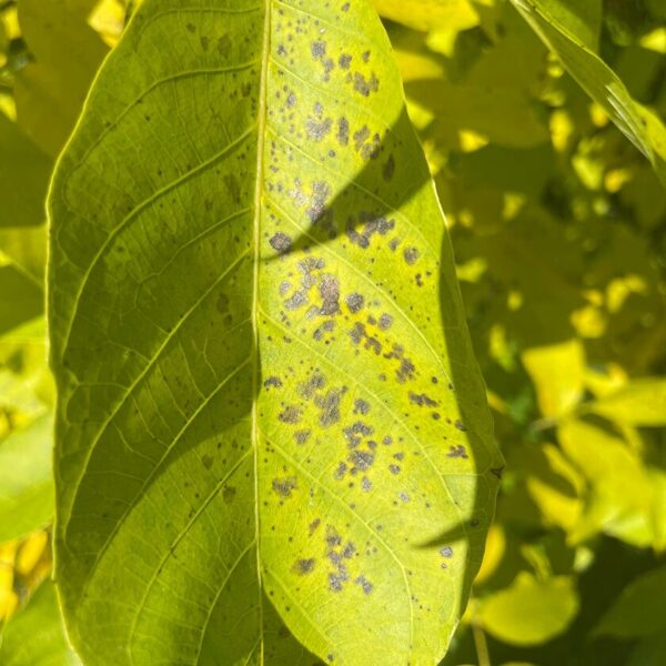 Unkown bacteria fungus lack of nutrition or just autumn