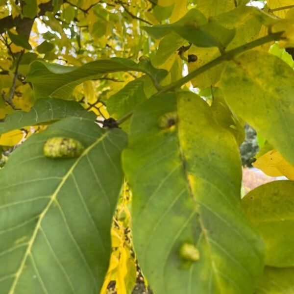 Aceria erinea Walnut Blister-Mite