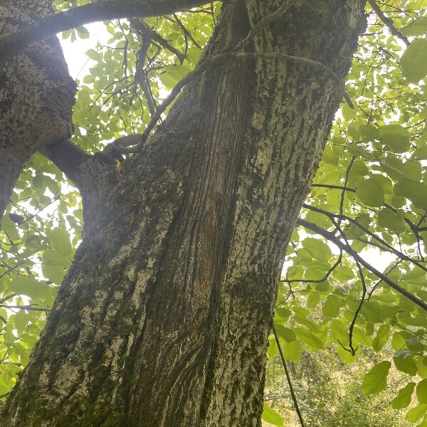 Frost crack? 3m high from ground