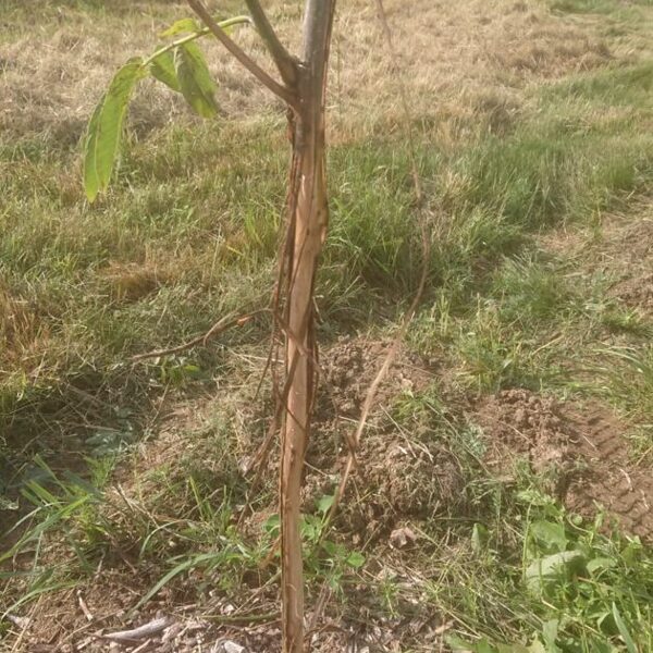 Roe deer, probably restart tree