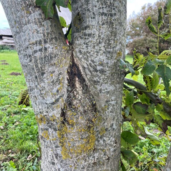 Who will be the leader? Next crack?