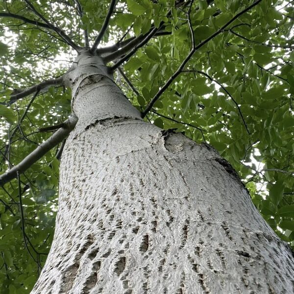 White trunk coud be adaptation to later start in cold climate