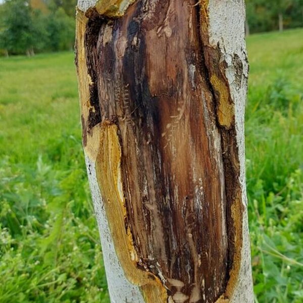 Unknown, fungi or bacteria, probably from over fertilization