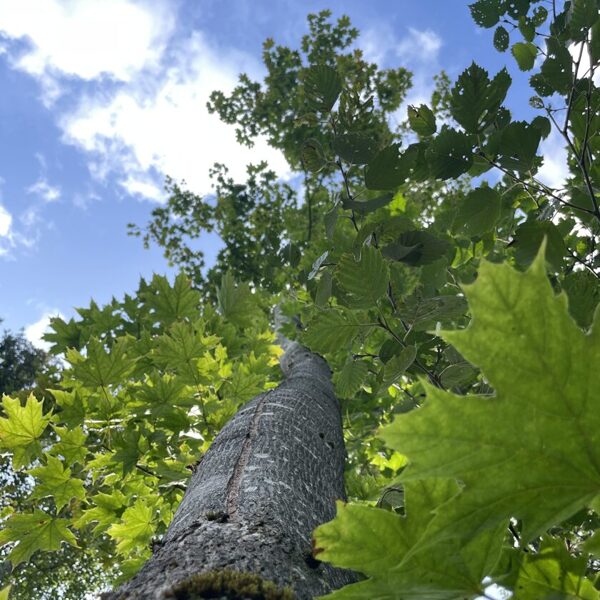 Acer platanoides Norway maple