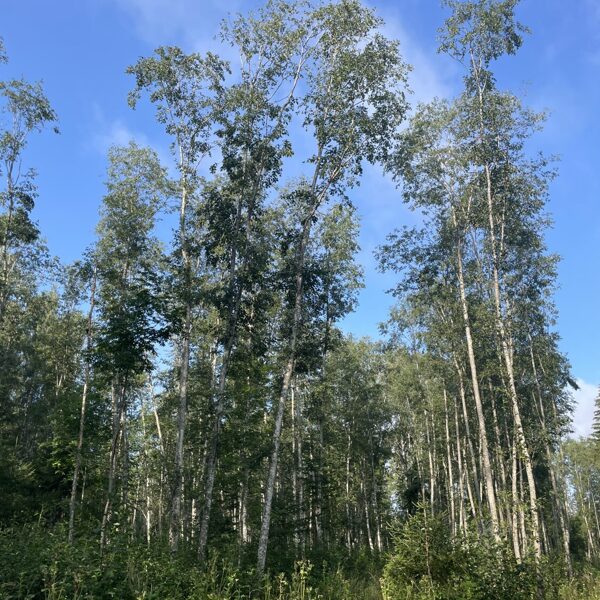 Alnus incana Alder grey