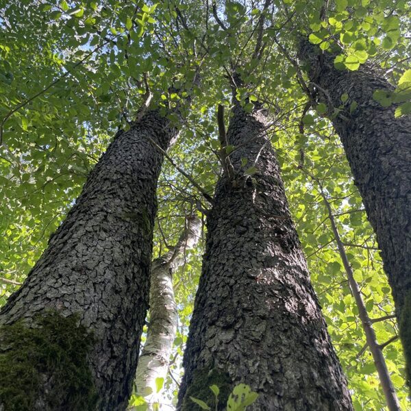 Alnus glutinosa Black alder