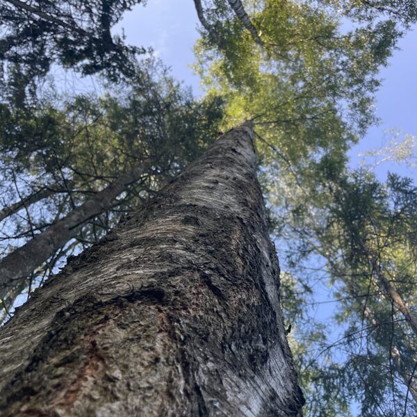 Betula Pendula silver birch