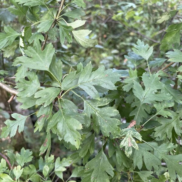 Crataegus monogyma Hawthorn spp