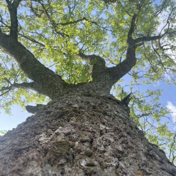 Fraxinus excelsior European ash