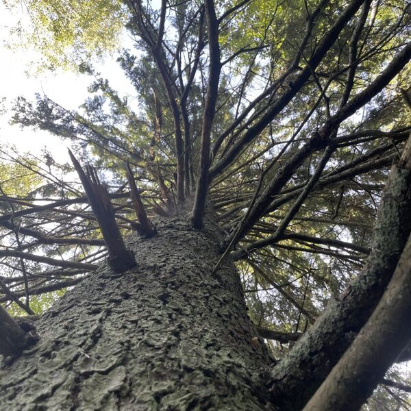 Picea abies Norway spruce
