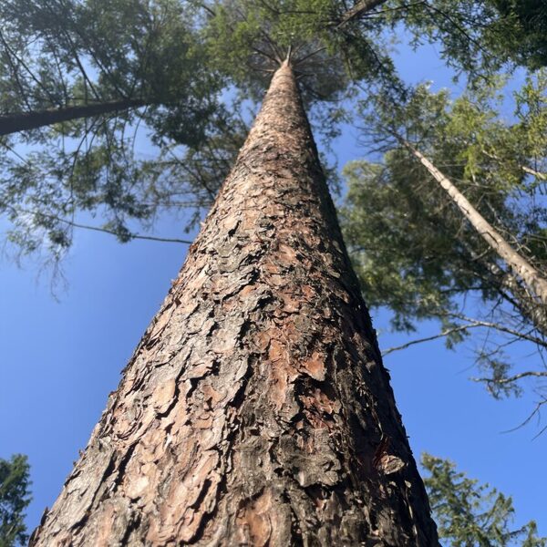 Pinus Sylvestris Scots pine