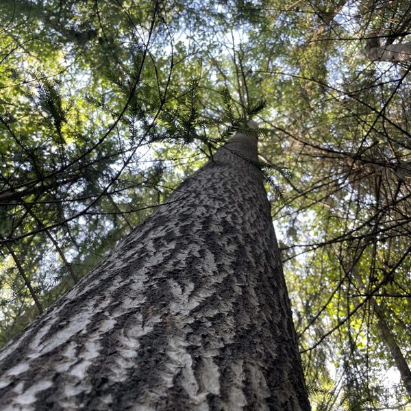Populus tremula Aspen