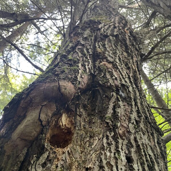 Salix caprea Goat willow