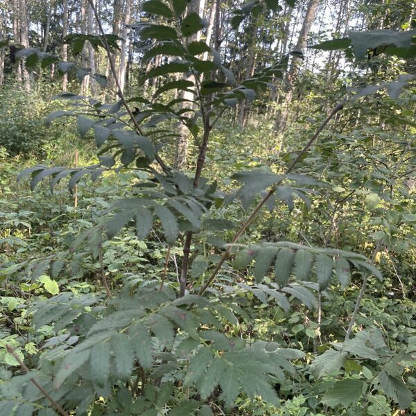 Sorbus aucuparia Rowan