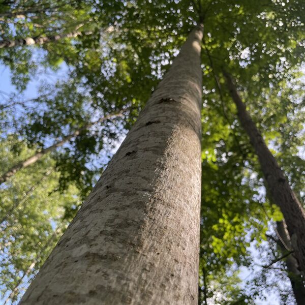 Tilia cordata Small leaved lime