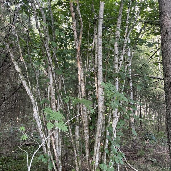 Corylus avellana Hazel