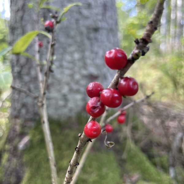 Daphne mezereum Mezereon berries