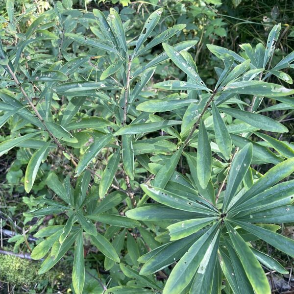 Daphne mezereum Mezereon 