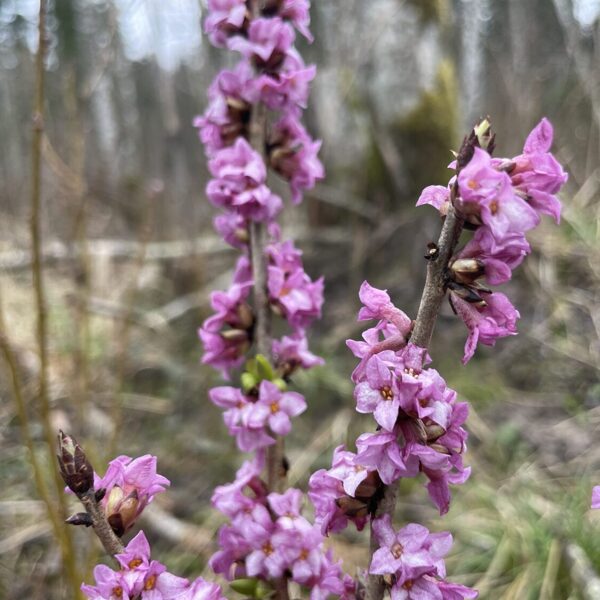 Daphne mezereum Mezereon flowers
