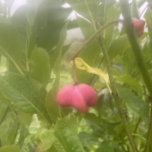 Euonymus europaea spindle