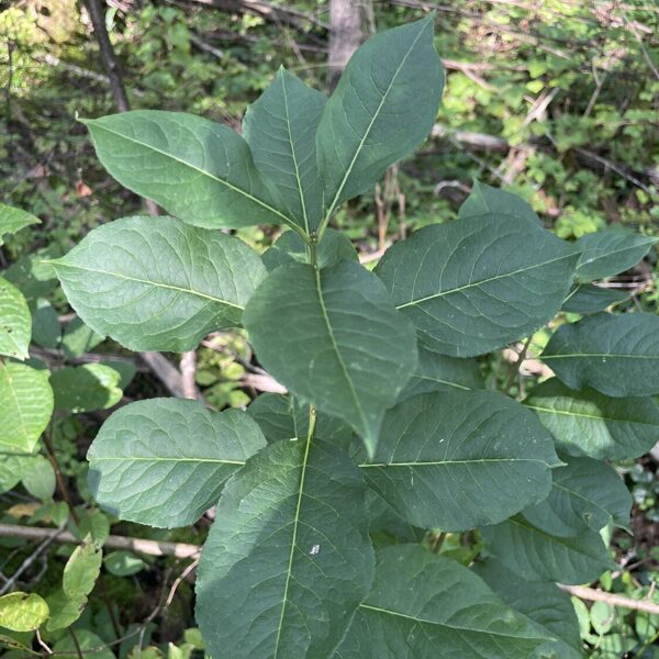 Euonymus europaea spindle