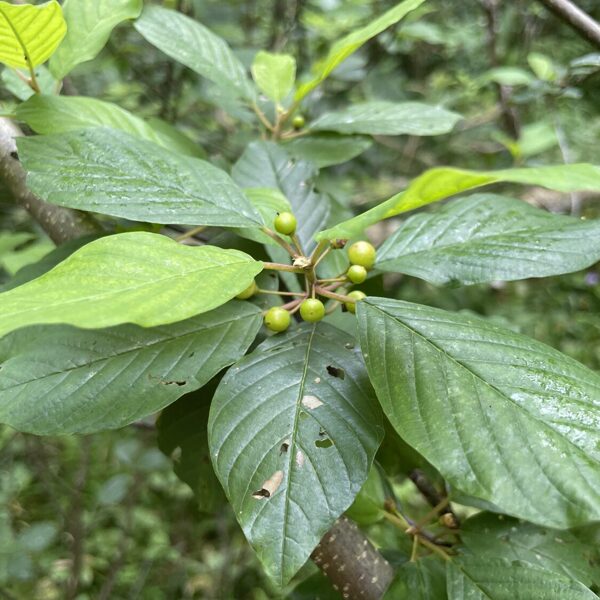 Frangula alnus Alder buckthorn