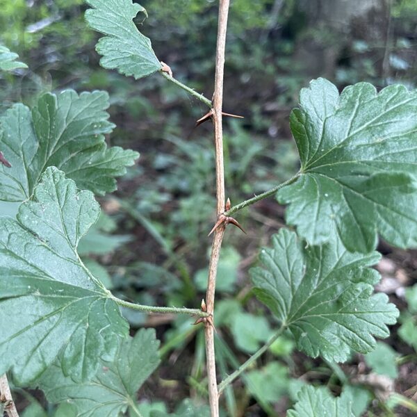 Grossularia reclinata Ribes uva-crispa Goosberry