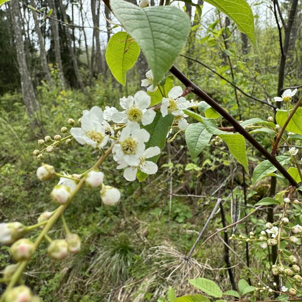 Prunus padus Bird cherry