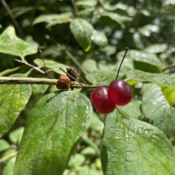 Lonicera xylosteum fly Honeysuckle