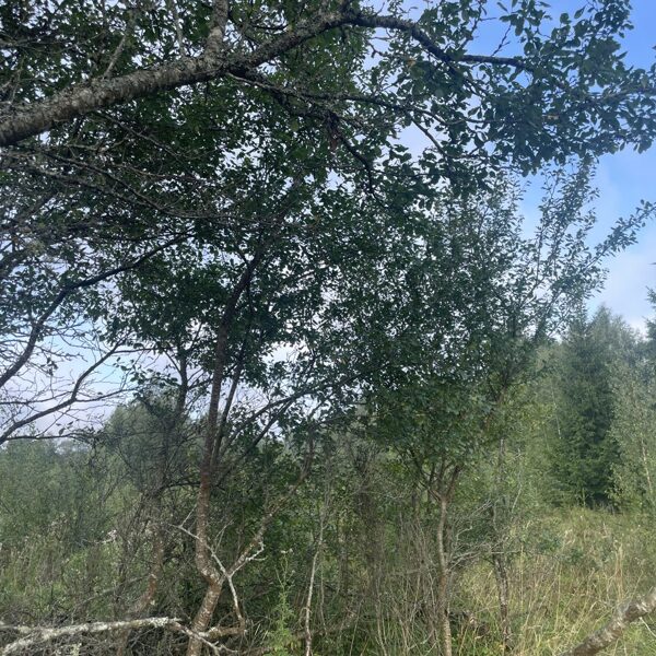 Prunus domestica subsp insititia