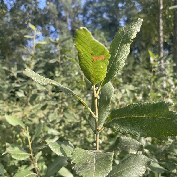 Prunus padus bird cherry