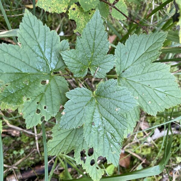 Ribes nigrum Black currant