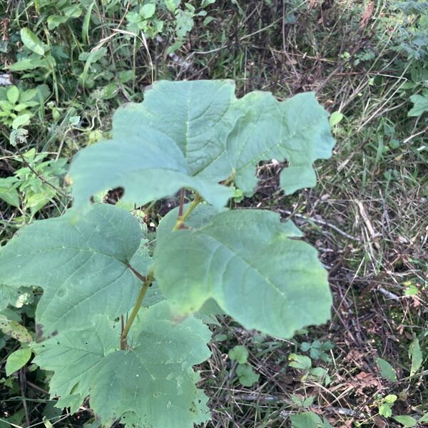 Viburnum opalus Guelder-rose
