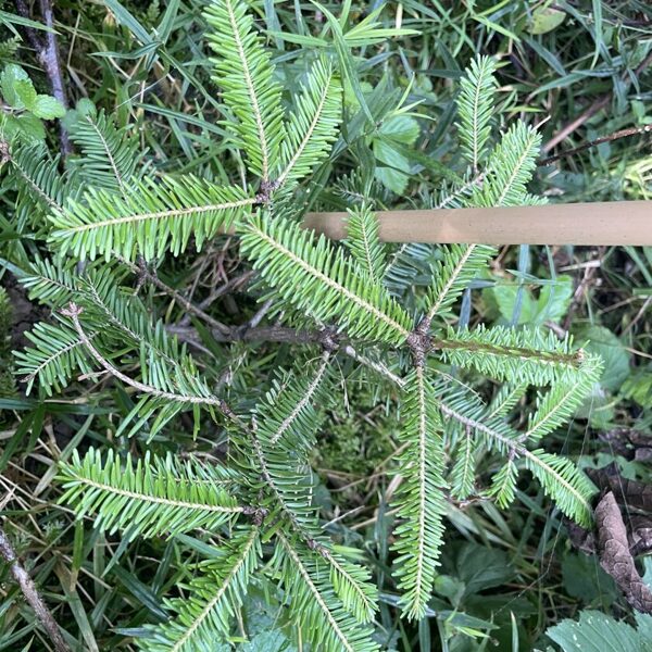 Abies alba silver fir