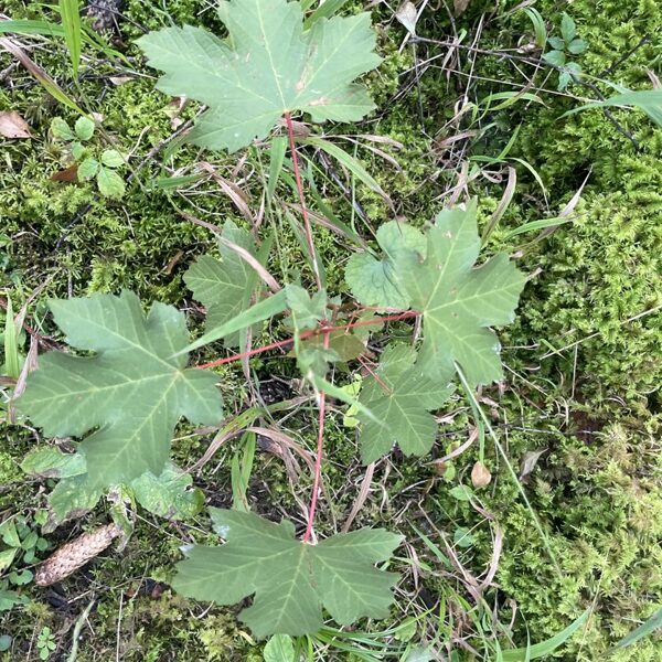 Acer pseudoplatanus Sycamore maple