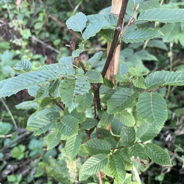 Carpinus betulus Hornbeam