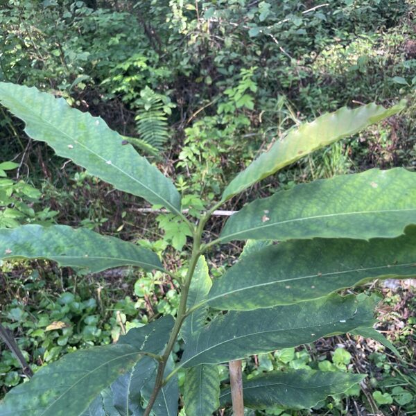 Castanea sativa Sweet chestnut