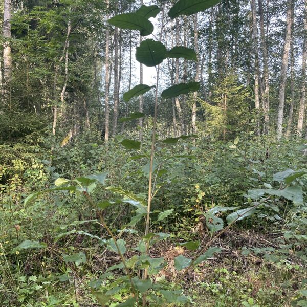 Cerasus prunus avium wild cherry