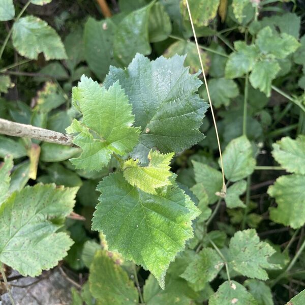 Corylus colurna Turkish hazel filbert