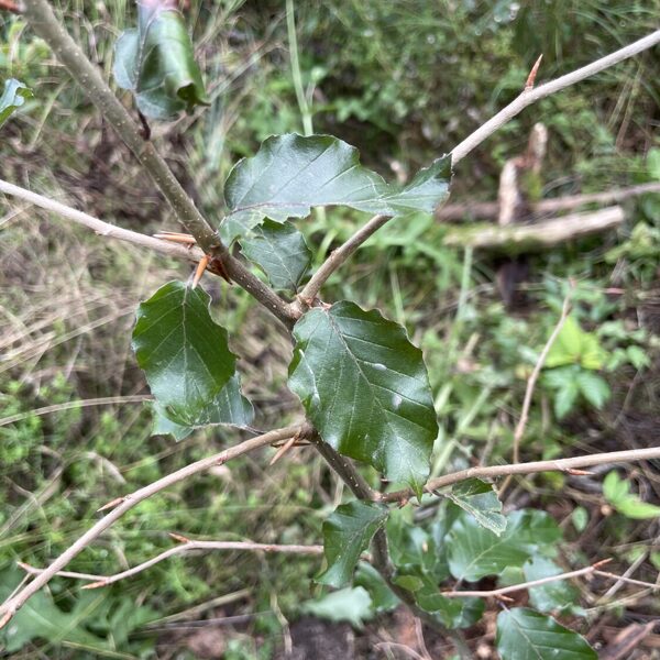 Fagus sylvatica rubra (seedling)