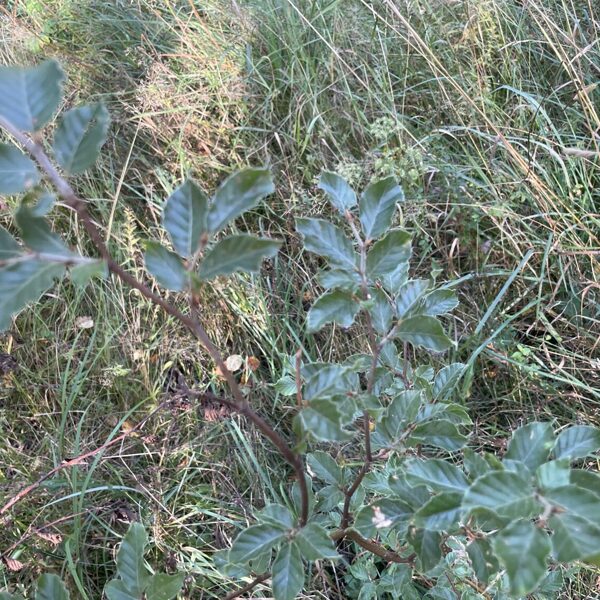 Fagus sylvatica Beach