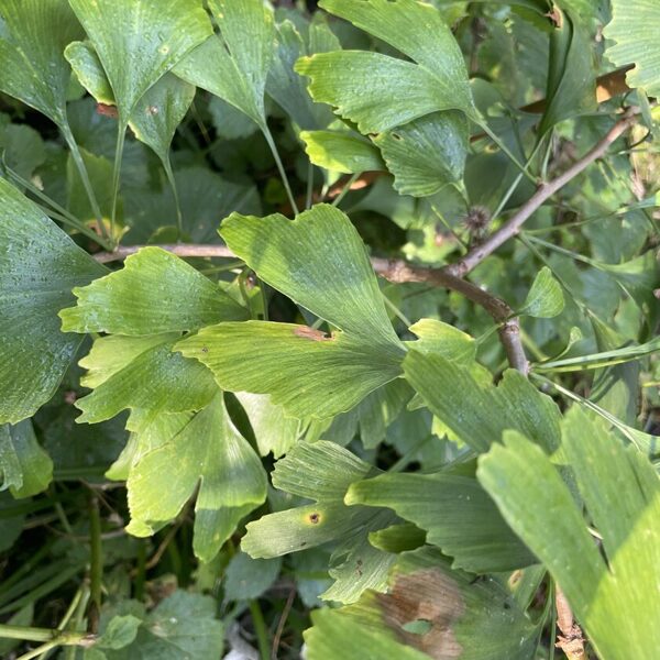 Ginkgo biloba maidenhair tree