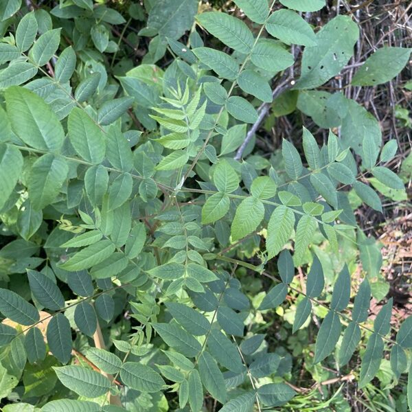 Juglans Nigra Black Walnut